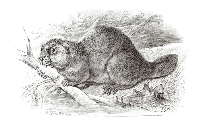 Framed Print : Copper engraving, beaver Framed Print : Copper engraving, beaver