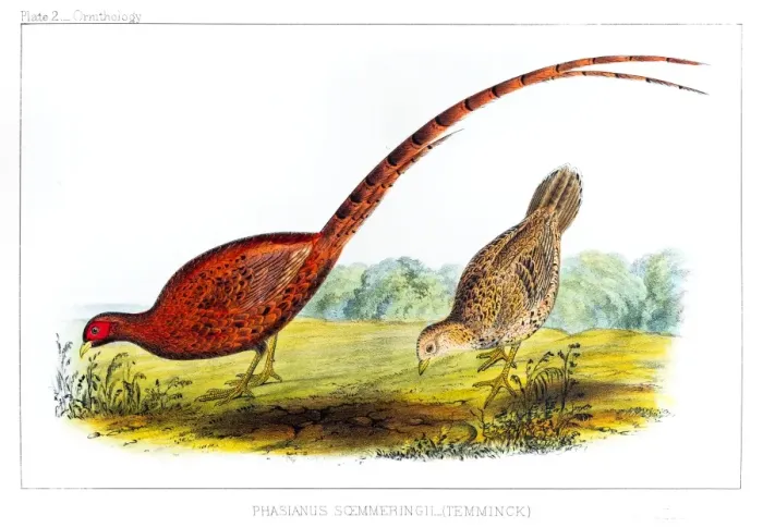 Framed Print : Copper Pheasant illustration 1856 Framed Print : Copper Pheasant illustration 1856