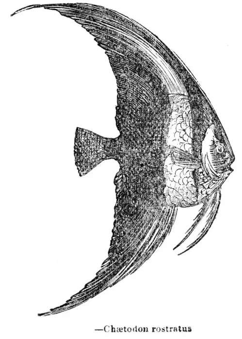 Framed Print : The copperband butterflyfish engraving 1893 Framed Print : The copperband butterflyfish engraving 1893