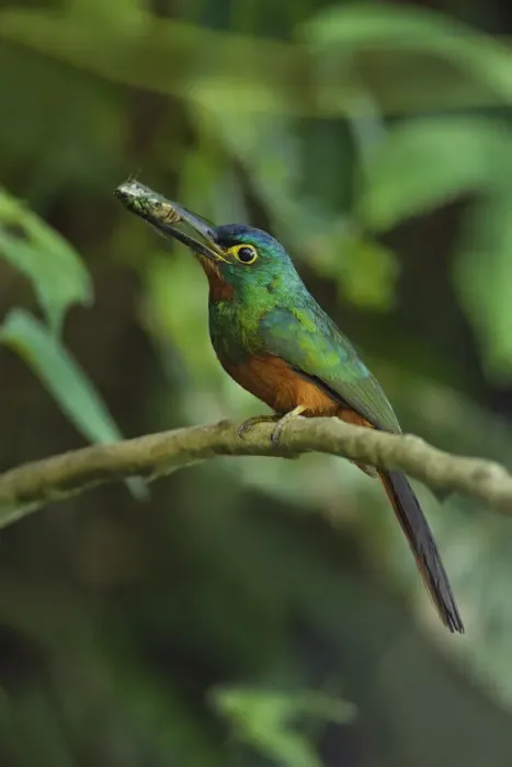 Framed Print : Coppery-chested Jacamar Framed Print : Coppery-chested Jacamar