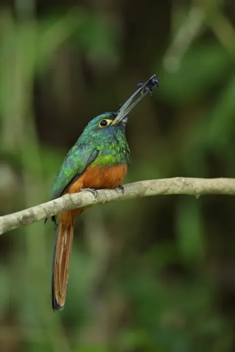 Framed Print : Coppery-chested Jacamar Framed Print : Coppery-chested Jacamar