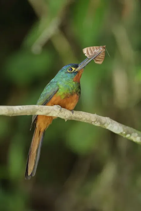 Framed Print : Coppery-chested Jacamar Framed Print : Coppery-chested Jacamar