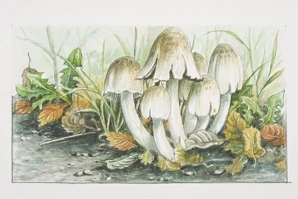 Coprinus atramenarius, Common Ink-cap mushrooms fruiting in dense cluster