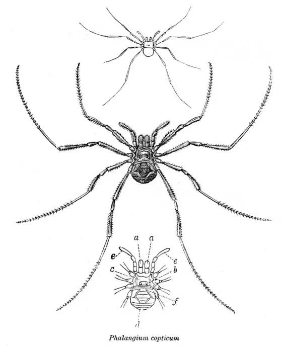 Framed Print : Copticum spider engraving 1878 Framed Print : Copticum spider engraving 1878