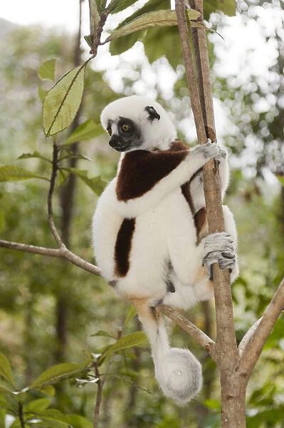 Coquerels Sifaka or Crowned Sifaka -Propithecus coquereli-, male, sitting on a branch in a forest, with a curled tail, Exotic Park, Peyriar, near Andasibe, Madagascar