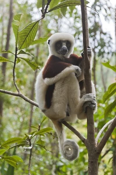 Coquerels Sifaka or Crowned Sifaka -Propithecus coquereli-, male, sitting on a branch in a forest, with a curled tail, Exotic Park, Peyriar, near Andasibe, Madagascar
