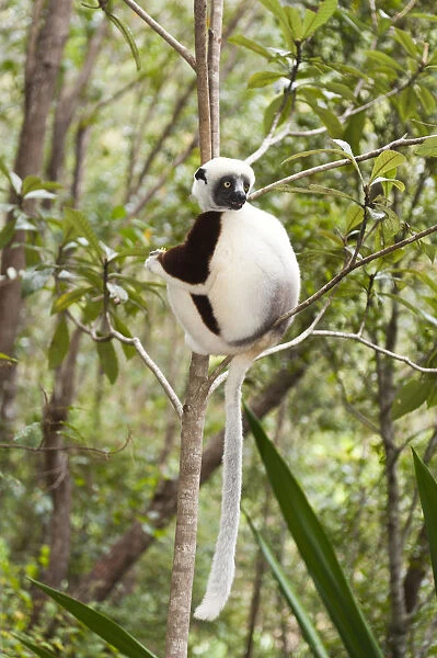 Coquerels Sifaka or Crowned Sifaka -Propithecus coquereli-, male, sitting on a branch in a forest, Exotic Park, Peyriar, near Andasibe, Madagascar