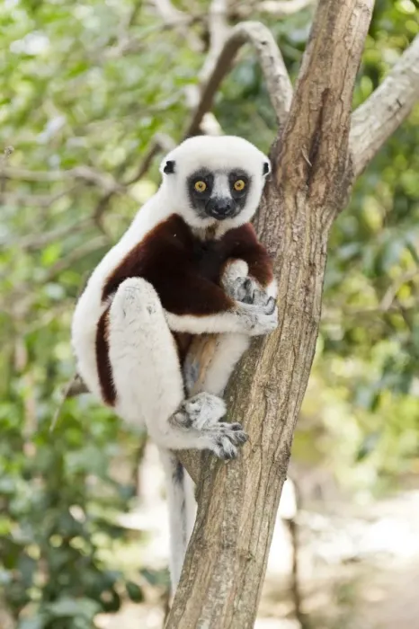 Framed Print : Coquerels Sifaka or Crowned Sifaka -Propithecus coquereli-, male, sitting on a branch in a forest, Exotic Park, Peyriar, near Andasibe, Madagascar