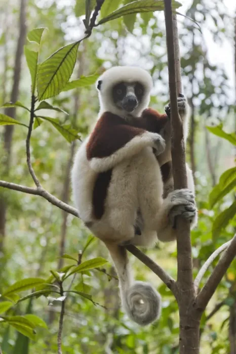 Framed Print : Coquerels Sifaka or Crowned Sifaka -Propithecus coquereli-, male, sitting on a branch in a forest, with a curled tail, Exotic Park, Peyriar, near Andasibe, Madagascar Framed Print : Coquerels Sifaka or Crowned Sifaka -Propithecus coquereli-, male, sitting on a branch in a forest, with a curled tail, Exotic Park, Peyriar, near Andasibe, Madagascar