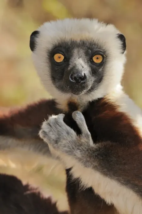 Framed Print : Coquerels Sifaka (Propithecus coquereli), portrait, Madagascar, Africa Framed Print : Coquerels Sifaka (Propithecus coquereli), portrait, Madagascar, Africa