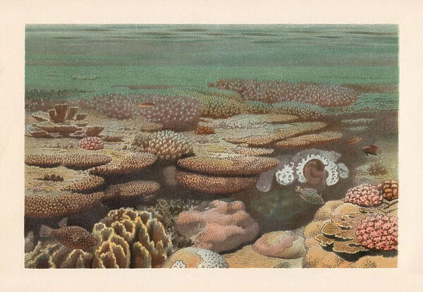 Cora reef, chromolithograph, published in 1897