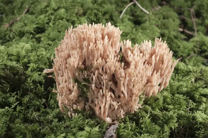 Framed Print : Coral Fungi or Antler Fungi -Ramaria pallida-, Untergroeningen, Baden-Wuerttemberg, Germany, Europe Framed Print : Coral Fungi or Antler Fungi -Ramaria pallida-, Untergroeningen, Baden-Wuerttemberg, Germany, Europe