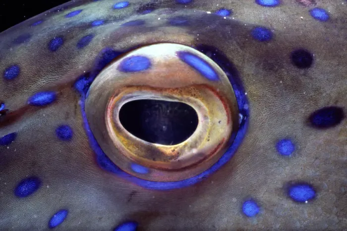 Framed Print : Coral grouper (Cephalopholis miniata) eye, detail Framed Print : Coral grouper (Cephalopholis miniata) eye, detail