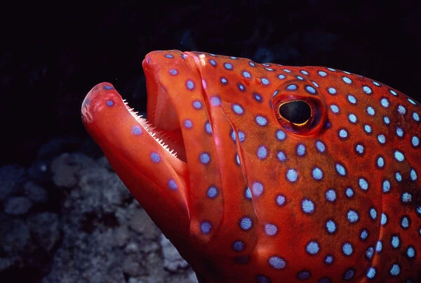 Coral grouper (Cephalopholis miniata) side view, close-up