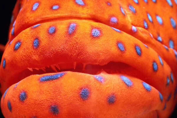 Coral Hind (Cephalopholis miniata), close-up of mouth