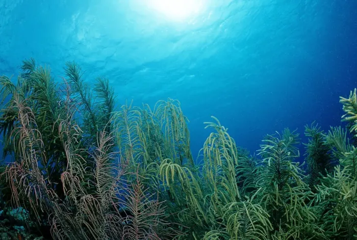 Framed Print : Coral reef, Caribbean Sea, Bonaire, Caribbean Framed Print : Coral reef, Caribbean Sea, Bonaire, Caribbean