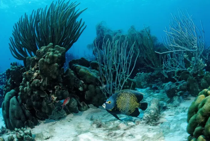 Framed Print : Coral reef with French Angelfish (Pomacanthus paru), Trinidad, Caribbean Sea Framed Print : Coral reef with French Angelfish (Pomacanthus paru), Trinidad, Caribbean Sea