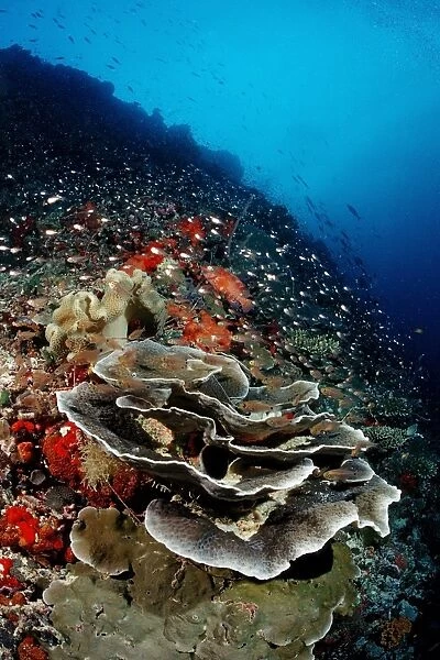 Coral reef with lettuce coral (Turbinaria mesenterina), Indian Ocean, Maldives