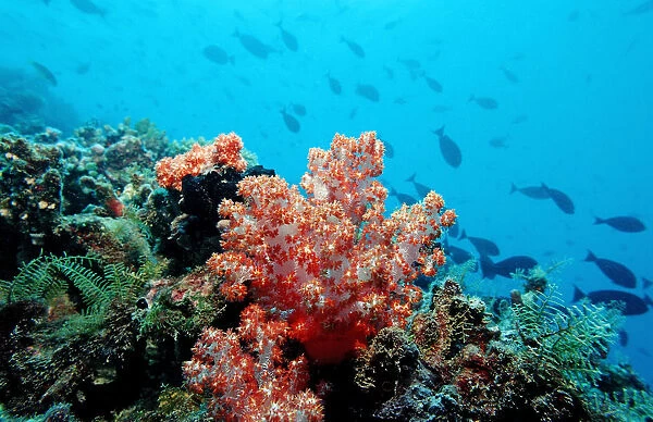 Coral reef with Red Soft Coral, Indian Ocean, Maldives