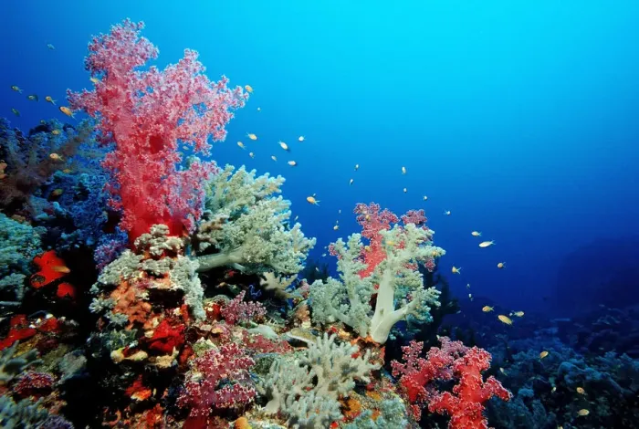 Framed Print : Coral reef with soft corals, Red Sea, Sudan Framed Print : Coral reef with soft corals, Red Sea, Sudan