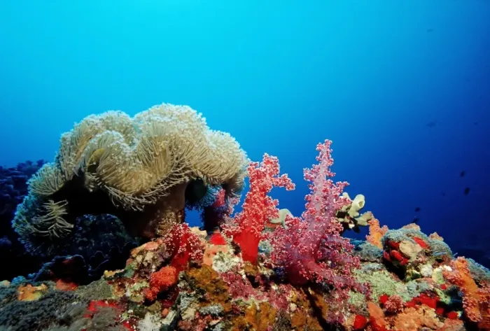 Framed Print : Coral reef with soft corals, Red Sea, Sudan Framed Print : Coral reef with soft corals, Red Sea, Sudan