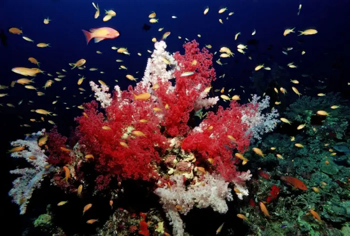 Framed Print : Coral reef with soft corals, Red Sea, Sudan