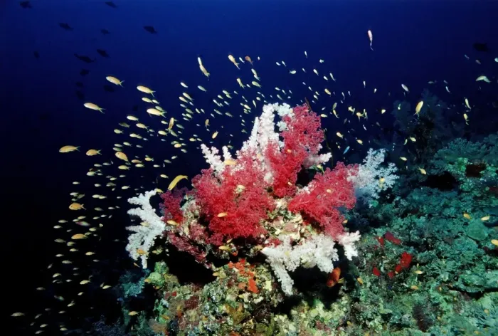 Framed Print : Coral reef with soft corals, Red Sea, Sudan Framed Print : Coral reef with soft corals, Red Sea, Sudan