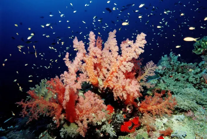 Framed Print : Coral reef with soft corals, Red Sea, Sudan Framed Print : Coral reef with soft corals, Red Sea, Sudan