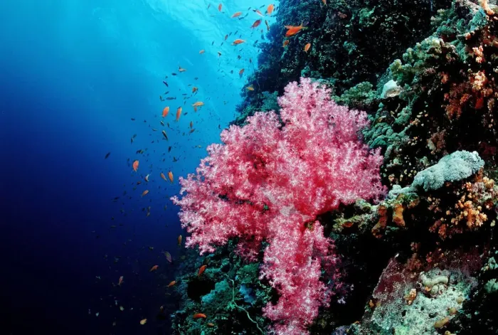 Framed Print : Coral reef with soft corals, Red Sea, Sudan Framed Print : Coral reef with soft corals, Red Sea, Sudan