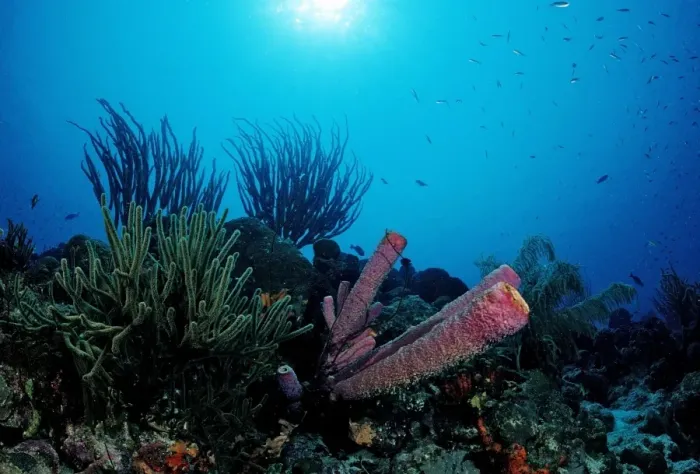 Framed Print : Coral reef, Tobago, Caribbean Sea Framed Print : Coral reef, Tobago, Caribbean Sea
