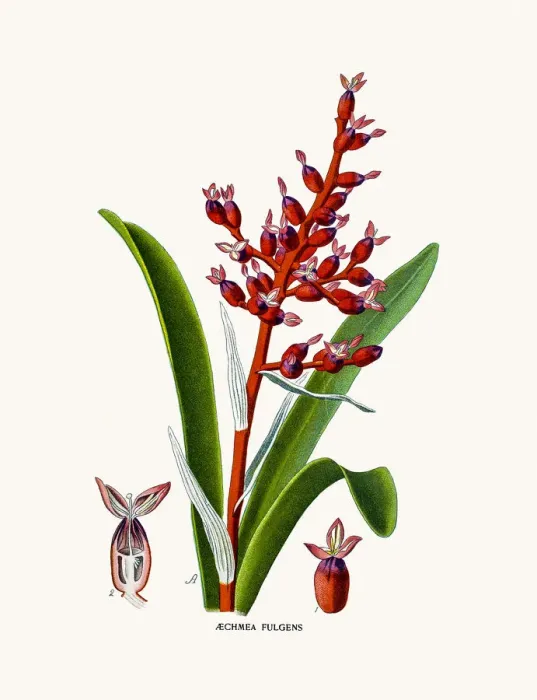 Framed Print : Coralberry house plant Framed Print : Coralberry house plant