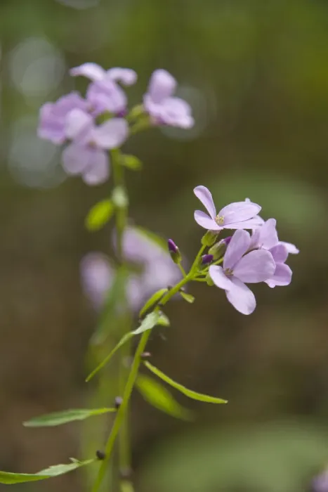 Framed Print : Coralroot (Cardamine bulbifera) Framed Print : Coralroot (Cardamine bulbifera)