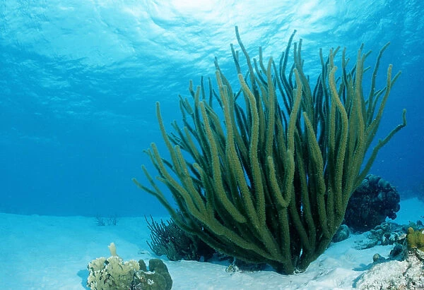 Corals on sandy ground, Tobago, Caribbean Sea