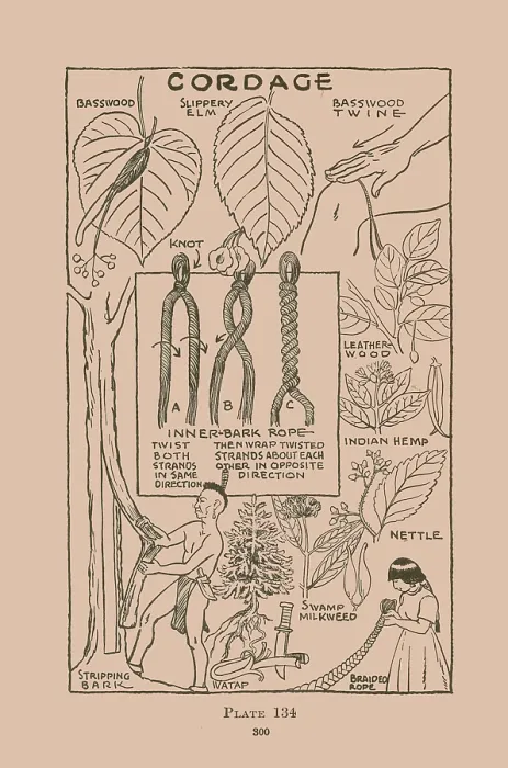 Framed Print : Cordage. Illustrated plate from Wildwood Wisdom by Ellsworth Jaeger