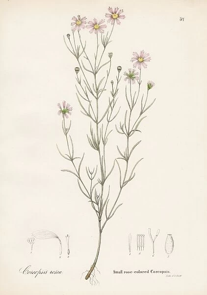 Coreopsis rose botanical engraving 1843