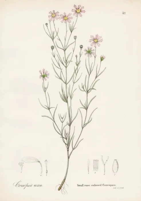 Framed Print : Coreopsis rose botanical engraving 1843 Framed Print : Coreopsis rose botanical engraving 1843