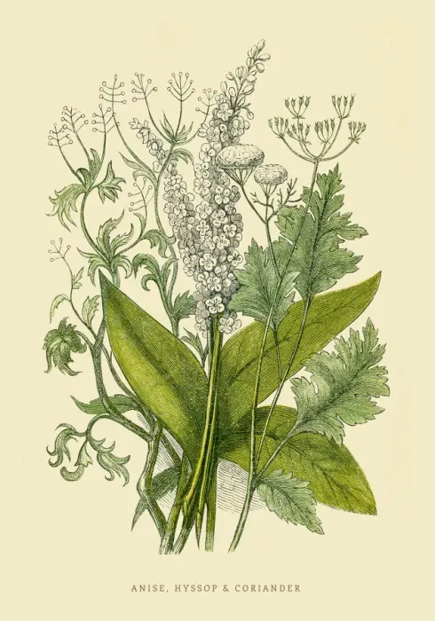 Framed Print : Coriander and Anise illustration 1851 Framed Print : Coriander and Anise illustration 1851