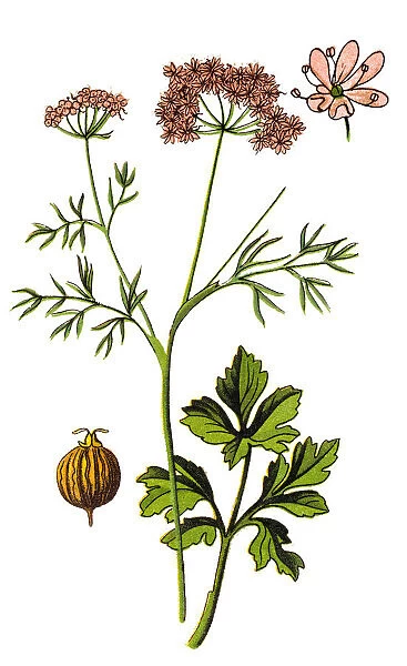 Coriander, cilantro, Chinese parsley (coriandrum sativum)