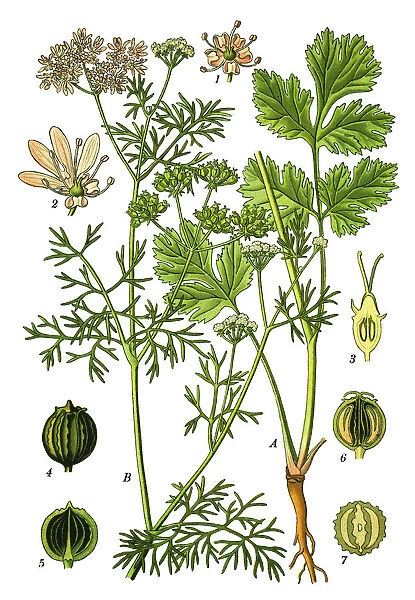 Coriander, cilantro, Chinese parsley
