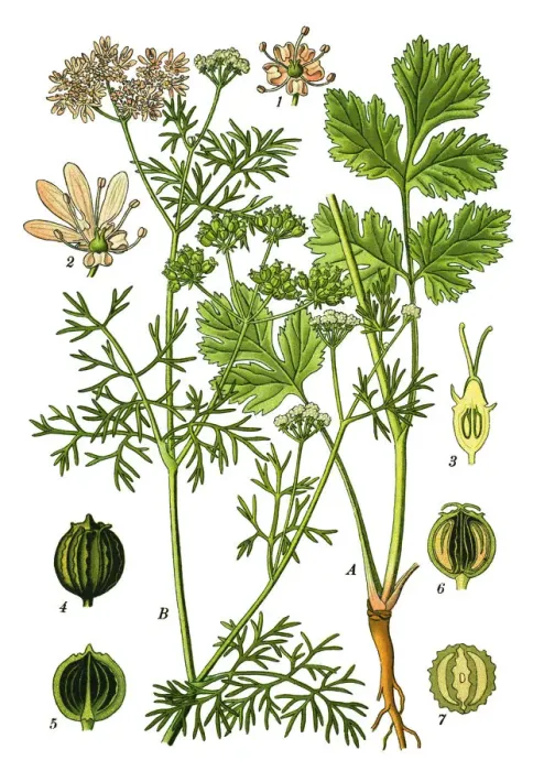 Framed Print : Coriander, cilantro, Chinese parsley Framed Print : Coriander, cilantro, Chinese parsley