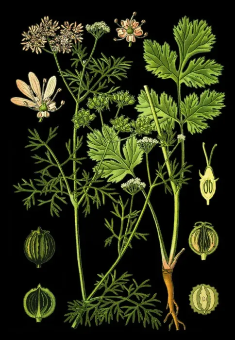 Framed Print : Coriander, cilantro, Chinese parsley Framed Print : Coriander, cilantro, Chinese parsley