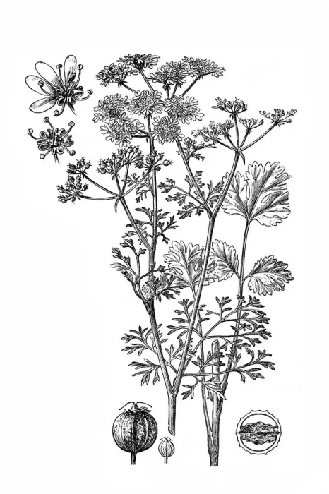 Framed Print : Coriander; Coriandrum sativum Framed Print : Coriander; Coriandrum sativum