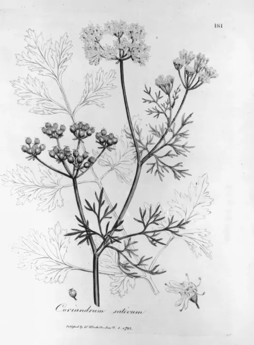 Framed Print : Coriandrum Sativum Framed Print : Coriandrum Sativum