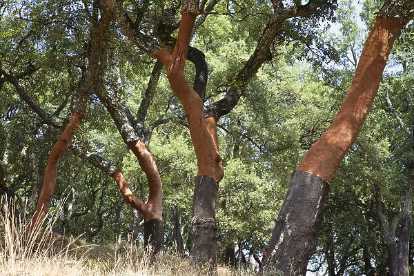 Cork oak -Quercus suber-, Serra de Monchique, Algarve, Portugal, Europe