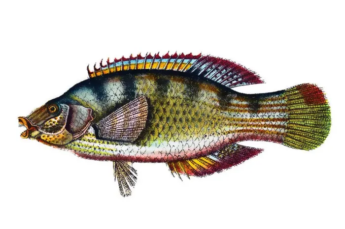 Framed Print : Corkwing wrasse (Symphodus bailloni) Framed Print : Corkwing wrasse (Symphodus bailloni)