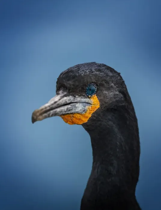 Framed Print : Cormorant close-up Framed Print : Cormorant close-up