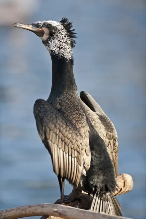 Framed Print : Cormorant -Phalacrocorax carbo-, captive Framed Print : Cormorant -Phalacrocorax carbo-, captive