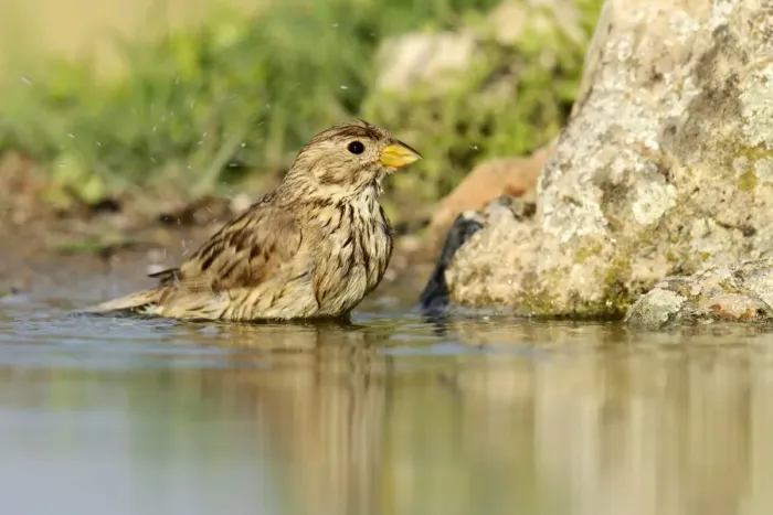 Framed Print : Corn Bunting -Emberiza calandra- washing itself, Rhodopes, Bulgaria Framed Print : Corn Bunting -Emberiza calandra- washing itself, Rhodopes, Bulgaria