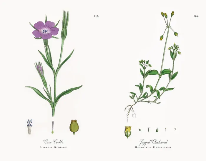 Framed Print : Corn Cockle, Lychnis Githago, Victorian Botanical Illustration, 1863 Framed Print : Corn Cockle, Lychnis Githago, Victorian Botanical Illustration, 1863