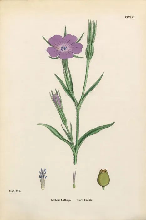 Framed Print : Corn Cockle, Lychnis Githago, Victorian Botanical Illustration, 1863 Framed Print : Corn Cockle, Lychnis Githago, Victorian Botanical Illustration, 1863
